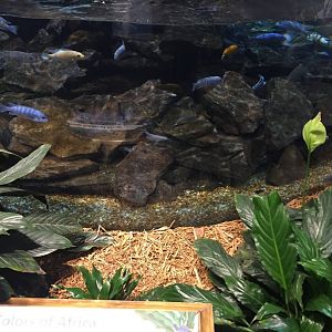 African Cichlid's