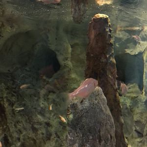 Cavefish