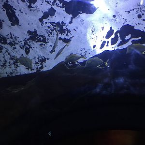 Juvenile Lookdown's (?)