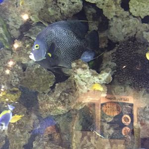 French Angelfish
