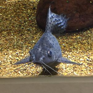 Catfish