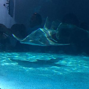 Bowmouth Guitarfish