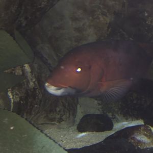 Female California Sheephead