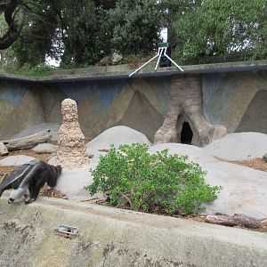 Giant Anteater Exhibit