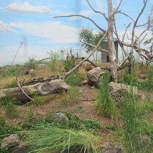 Wolverine Exhibit (new species added in 2014)