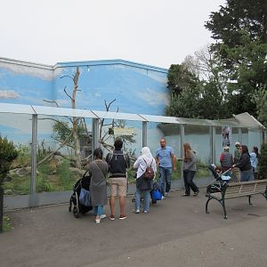 Wolverine Exhibit (new species added in 2014)
