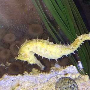 Common Seahorse