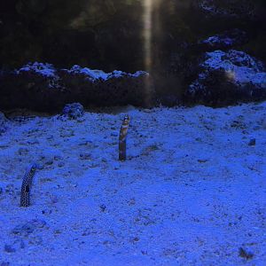 Garden Eels