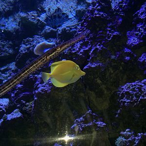 Pipefish and Yellow Tang