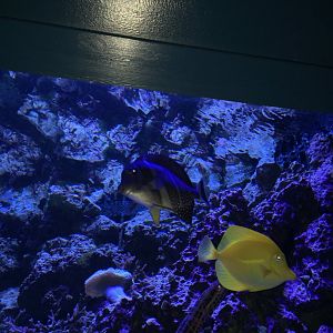 Pipefish, Yellow Tang and Sailfin Tang