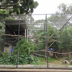 Great Hornbill Exhibit