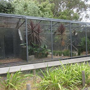 Wrinkled Hornbill Exhibit