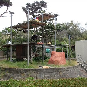 Chimpanzee Exhibit