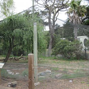 Great Horned Owl Exhibit