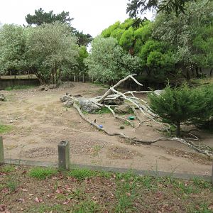 Chacoan Peccary Exhibit
