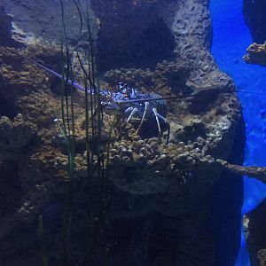 Spiny Lobster