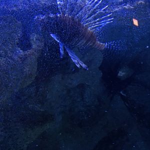 Lionfish