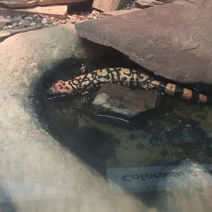 Gila Monster