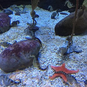 Potbelly Seahorse with Bat Star