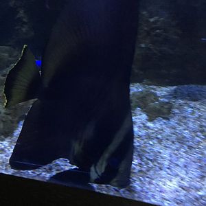 Longfin Batfish