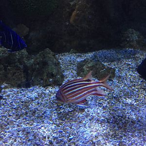 Squirrelfish and Juvenile Emperor Angelfish
