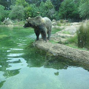 Grizzly Gulch - photo taken at underwater viewing window