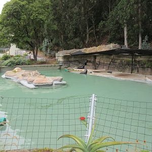 California Sea Lion Exhibit