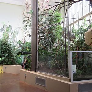 South American Tropical Rainforest & Aviary