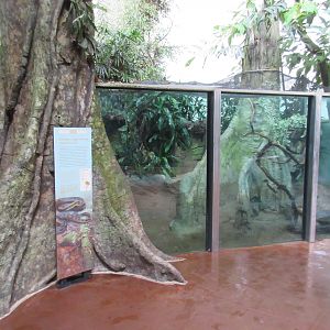 South American Tropical Rainforest & Aviary - Green Anaconda Exhibit