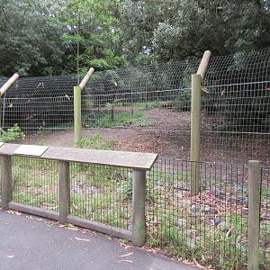Double-Wattled Cassowary Exhibit