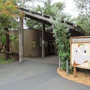 Koala Crossing