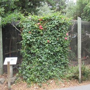 White-Nosed Coati Exhibit