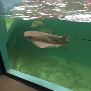 Cownose Ray