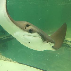 Cownose Ray