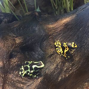 Poison Dart Frogs