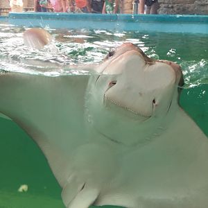 Cownose Ray