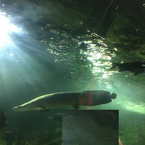 Arapaima