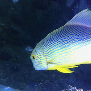 Goldmans Sweetlips (?)