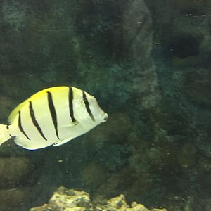 Convict Tang
