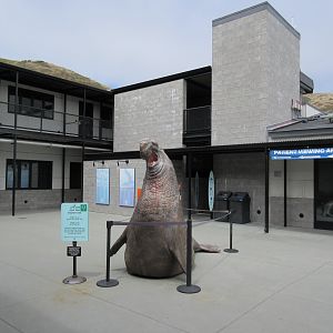 Northern Elephant Seal (Life-Sized Statue)