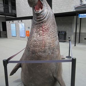 Northern Elephant Seal (Life-Sized Statue)