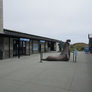 Northern Elephant Seal (Life-Sized Statue)