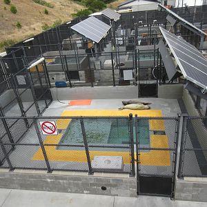 Pinniped Enclosure