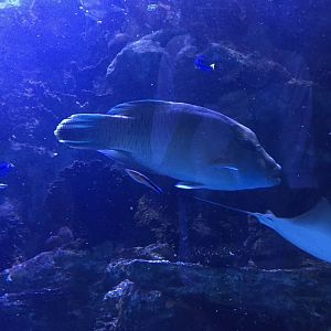 Humphead Wrasse