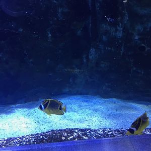 Raccoon Butterflyfish