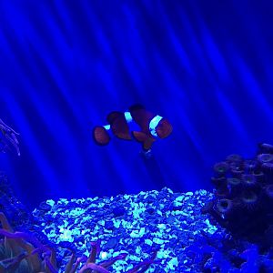 Clownfish