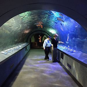 Coral Reef Tunnel