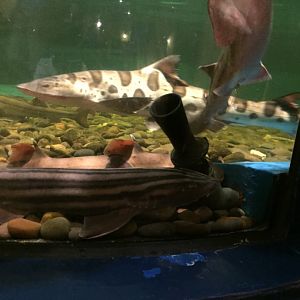 Leopard Shark