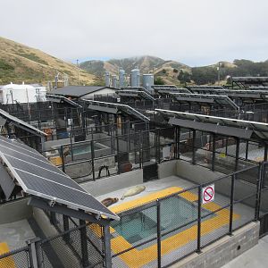 Pinniped Enclosures