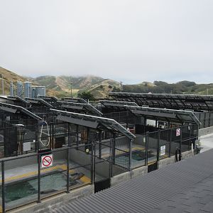 Pinniped Enclosures